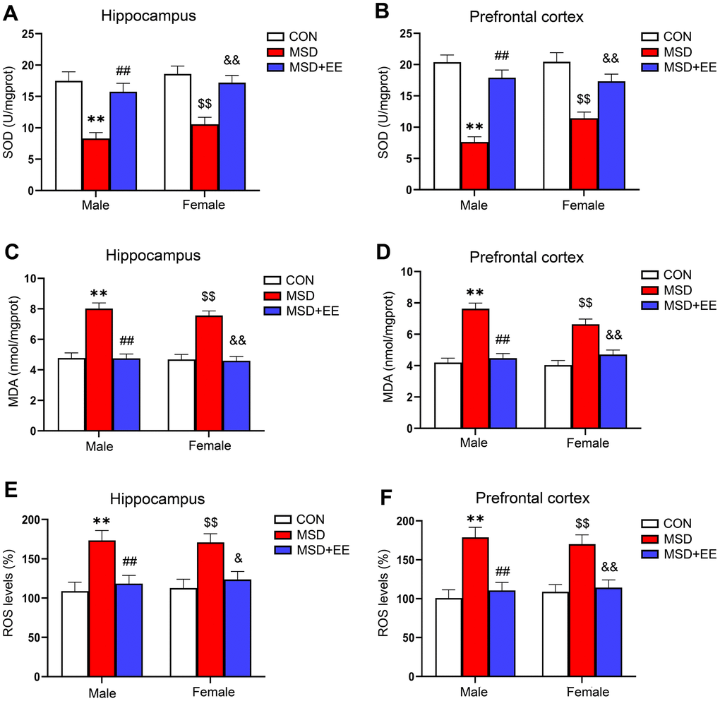 The effect of EE on change in MSD-induced oxidative stress levels (n = 8). The level of SOD in the hippocampus (A) and prefrontal cortex (B). The level of MDA in the hippocampus (C) and prefrontal cortex (D). The level of ROS in the hippocampus (E) and prefrontal cortex (F). **P ##P $$P &P &&P 