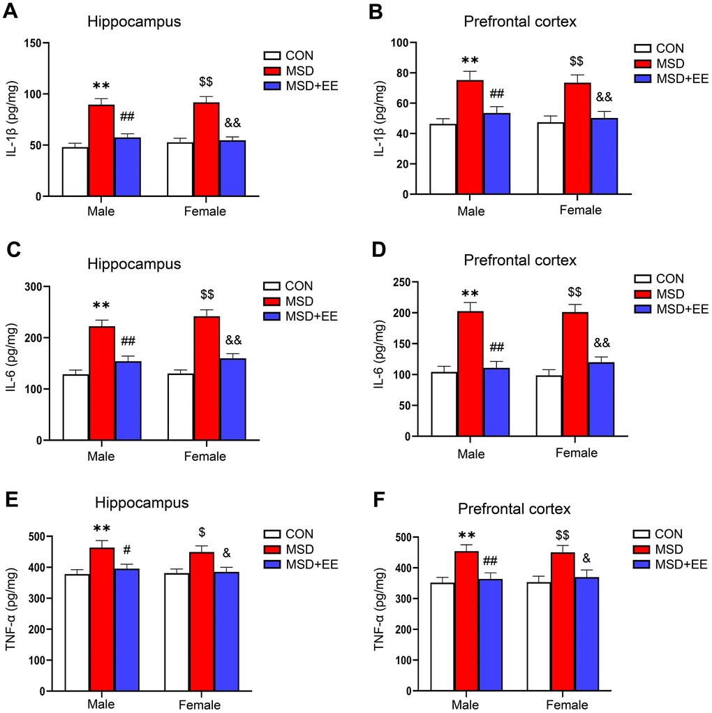 The effect of EE on the increased levels of proinflammation cytokines of aging mice induced by MSD (n = 8). The level of IL-1β in the hippocampus (A) and prefrontal cortex (B). The level of IL-6 in the hippocampus (C) and prefrontal cortex (D). The level of TNF-α in the hippocampus (E) and prefrontal cortex (F). **P #P ##P $P $$P &P &&P 