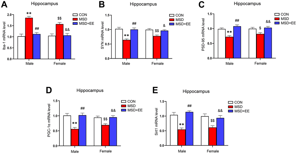 The effects of EE on MSD-induced alterations in Iba-1, SYN, PSD-95, PGC-1α, and Sirt1 levels in the hippocampus of aging mice (n = 8). The Iba-1 (A), SYN (B), PSD-95 (C), PGC-1α (D), and Sirt1 (E) mRNA levels in the hippocampus. **P ##P $P $$P &P &&P 