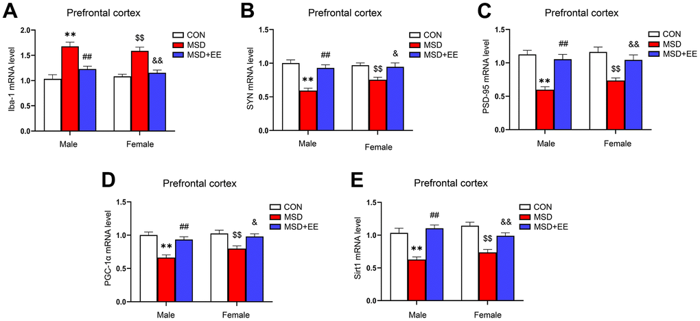 The effects of EE on MSD-induced alterations in Iba-1, SYN, PSD-95, PGC-1α, and Sirt1 levels in the prefrontal cortex of aging mice (n = 8). The mRNA levels of Iba-1 (A), SYN (B), PSD-95 (C), PGC-1α (D), and Sirt1 (E) in the prefrontal cortex. **P ##P $$P &P &&P 