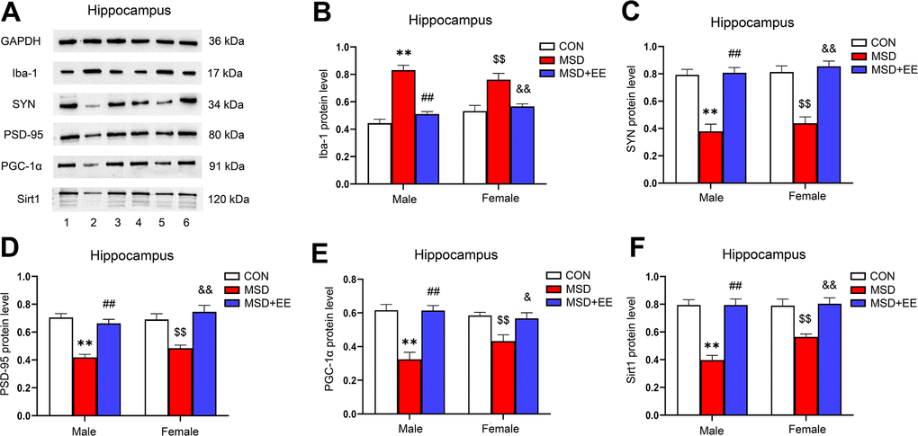 The effect of EE on MSD-induced changes in hippocampal Iba-1, SYN, PSD-95, PGC-1α, and Sirt1 protein levels (n = 6). (A) The hippocampal expression levels of Iba-1, SYN, PSD-95, PGC-1α, and Sirt1 measured by western blotting. 1: males in the control (CON) group; 2: males in the MSD group; 3: males in the MSD+EE group; 4: females in the CON group; 5: females in the MSD group; 6: females in the MSD+EE group. (B–F) Protein quantification results. (B) Iba-1, (C) SYN, (D) PSD-95, (E) PGC-1α, and (F) Sirt1. **P ##P $$P &P &&P 