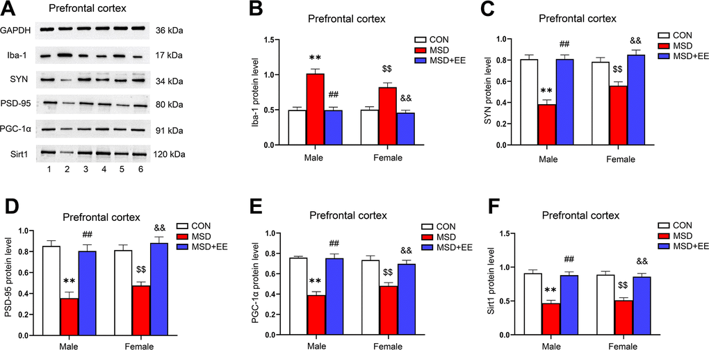 The effect of EE on MSD-induced changes in prefrontal cortical Iba-1, SYN, PSD-95, PGC-1α, and Sirt1 protein levels (n = 6). (A) The expression levels of Iba-1, SYN, PSD-95, PGC-1α, and Sirt1 in the prefrontal cortex measured by western blotting. 1: males in the control (CON) group; 2: males in the MSD group; 3: males in the MSD+EE group; 4: females in the CON group; 5: females in the MSD group; 6: females in the MSD+EE group. (B–F) Protein quantification results. (B) Iba-1, (C) SYN, (D) PSD-95, (E) PGC-1α, and (F) Sirt1. **P ##P $$P &&P 