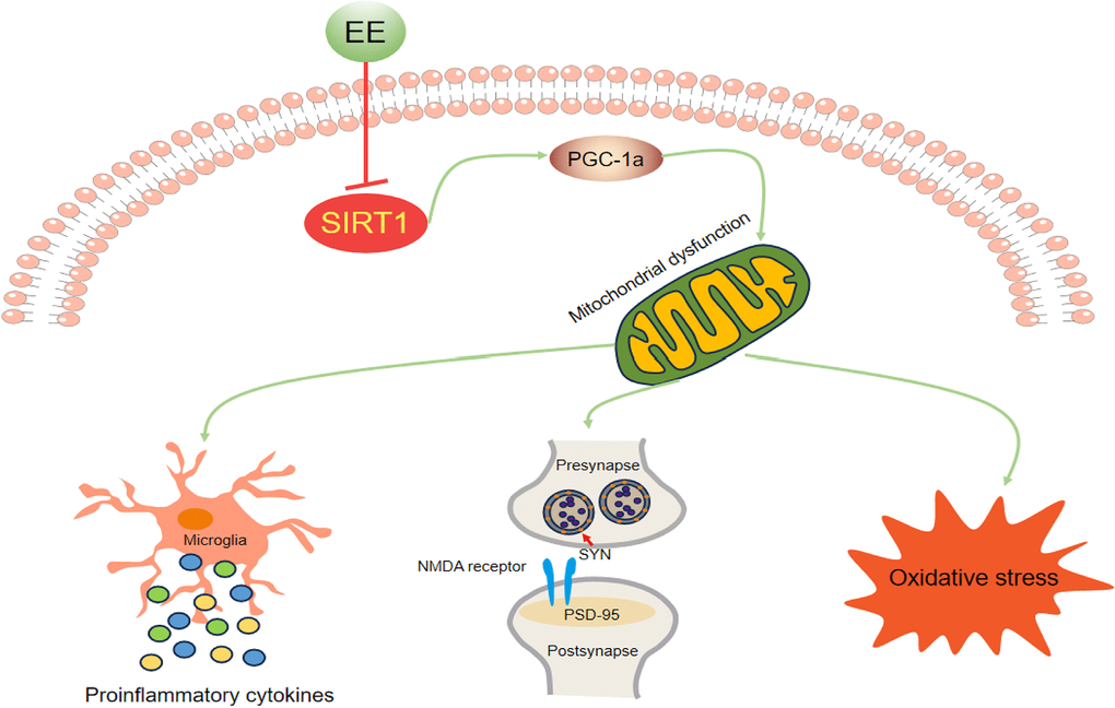 Schematic representation of the mechanisms underlying the inhibitory effect of EE on MSD-induced cognitive impairment in aging CD-1 mice.