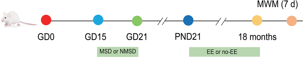 Experimental procedure and treatment schedule. GD: gestational day; PND: postnatal day; MWM: Morris water maze test; MSD: maternal sleep deprivation; NMSD: no MSD; EE: environmental enrichment.