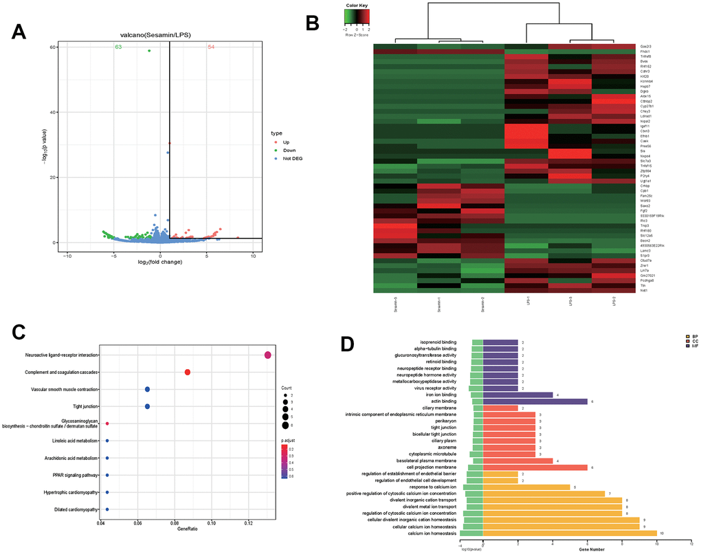 Transcriptome analysis molecular mechanism of Sesamin on LPS-induced ATDC5 degeneration. (A) volcano map of mRNA expression profiles. (B) The top50 of differentially expressed genes (DGEs). (C) The top 10 enriched Kyoto Encyclopedia of Genes and Genomes (KEGG) pathway of DEGs. (D) The top 10 enriched Gene Ontology (GO) pathway of the DEGs sorted by significance in biological process (BP), cellular component (CC) and molecular function (MF).