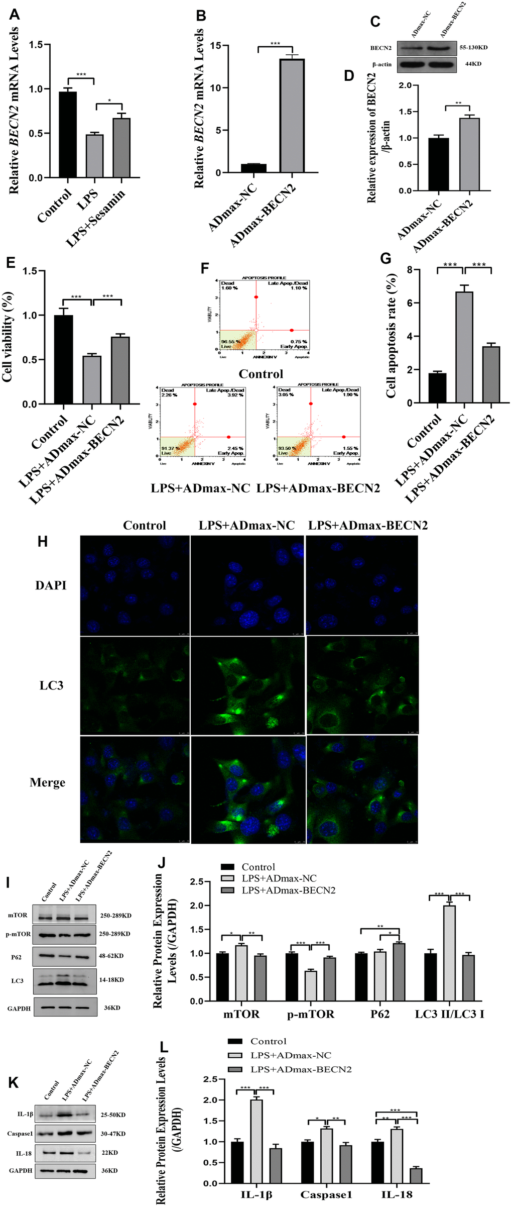 The effect of BECN2 overexpression on the function of LPS-induced ATDC5 degeneration. (A) The mRNA level of BECN2 was detected by RT-PCR in LPS-induced ATDC5 cells. (B) The effect of ADmax-BECN2 on the mRNA expression of BECN2 was detected by RT-PCR. (C) The protein level of BECN2 was evaluated by western blot. (D) The protein expression of BECN2 were determined using ImageJ software, GAPDH was used as the internal control, respectively (n=3). (E) CCK-8 was used to assess cell viability. (F, G) Cell apoptosis was detected by Muse. (H) The immunofluorescence staining of LC3 was used to evaluate the autophagy level (green signals represent LC3, blue signals represent DAPI, scale bar: 10 μm). (I, J) Autophagy-related protein expression levels were determined by immunoblotting. (K, L) The expression of IL-1β, Caspase1 and IL-18 were assessed by western blot. Relative protein expression was qualified by ImageJ software, GAPDH was used as the internal control, respectively. All data represent mean ± SD. All in vitro experiments were repeated three times independently. * p p p 