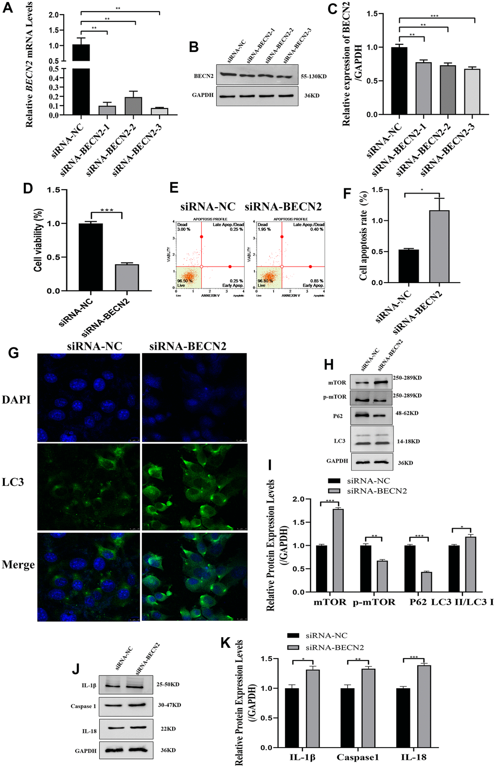 The effect of BECN2 knockdown on the function of ATDC5. (A) The effect of siRNA-BECN2 on the mRNA expression of BECN2 was detected by RT-PCR. (B) The protein level of BECN2 was evaluated by western blot. (C) The protein expression of BECN2 were determined using ImageJ software, GAPDH was used as the internal control, respectively (n=3). (D) CCK-8 was used to assess cell viability. (E, F) Cell apoptosis was detected by Muse. (G) The immunofluorescence staining of LC3 was used to evaluate the autophagy level (green signals represent LC3, blue signals represent DAPI, scale bar: 10 μm). (H, I) Autophagy-related protein expression levels were determined by immunoblotting. (J, K) The expression of IL-1β, Caspase1 and IL-18 were assessed by western blot. Relative protein expression was qualified by ImageJ software, GAPDH was used as the internal control, respectively. All data represent mean ± SD. All in vitro experiments were repeated three times independently. * p p p 