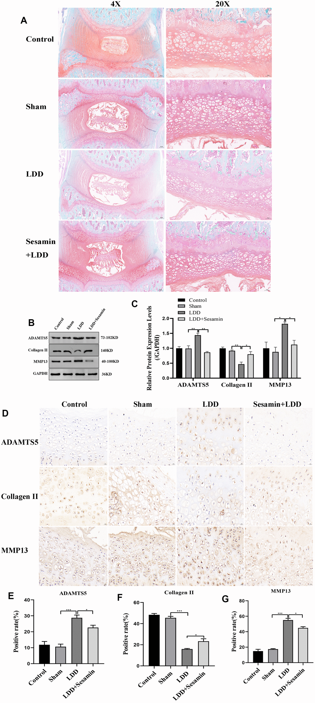 Sesamin ameliorated degeneration of cartilage endplate in puncture-induced rat model. (A) Representative images of the degenerative disc at 4 weeks post surgery by Safranin O-fast green staining (4X, scale bar: 200μm, 20X, scale bar: 5μm). (B) The protein level of ADAMTS5, Collagen II and MMP13 was evaluated by western blot. (C) The protein expression of ADAMTS5, Collagen II and MMP13 were determined using ImageJ software, GAPDH was used as the internal control, respectively (n=3). (D) ADAMTS5, Collagen II and MMP13 staining were detected (scale bar: 20 μm). (E–G) The positive rate was calculated by ImageJ software. All data represent mean ± SD. Three independent samples were used for statistics in all in vivo experiments. * p p p 