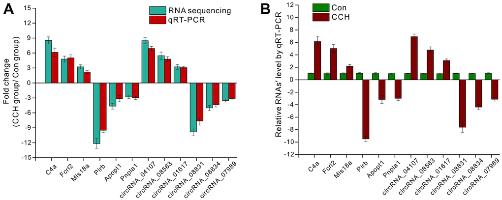 The validation of RNA sequencing by qRT-PCR. (A) The fold change of selected mRNA and circRNA detected by RNA sequencing and qRT-PCR; (B) Relative mRNA level by qRT-PCR. [(Con group, n=3), (2VO group, n=3)].