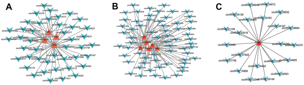 Co-expression network analysis. According to the threshold of P0.85, the circRNA and mRNA pairs were filtered to construct the co-expression network. (A–C), The red triangle represented the mRNAs, and the Azure arrow represented circRNAs. [(Con group, n=3), (2VO group, n=3)].