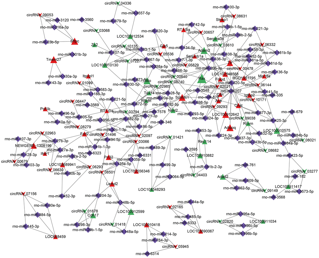 CircRNA-miRNA-mRNA ceRNA network. The top 48 MuTATE score pairs were used to plot a ternary network diagram. The arrow represented circRNA, the triangle represented mRNA, diamond represented miRNA. Red and green colors represented upregulation or downregulation. The gray line represents the regulation effect. [(Con group, n=3), (2VO group, n=3)].