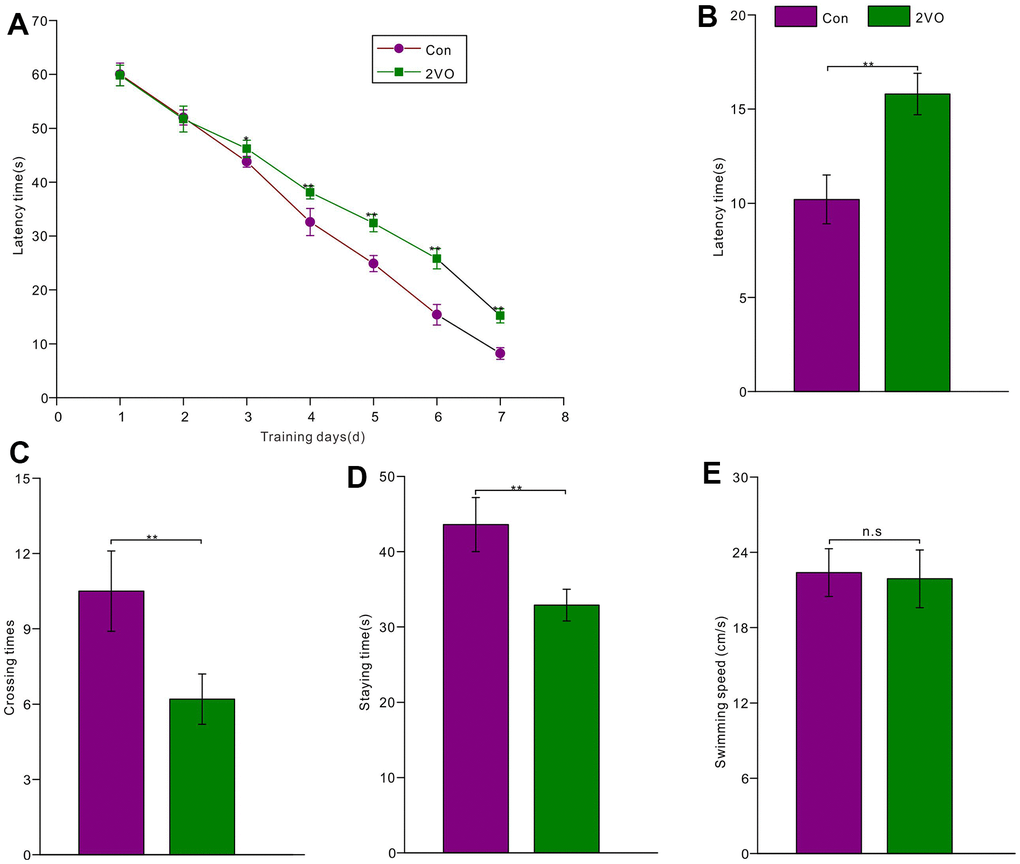 The rats’ spatial learning and memory abilities were tested with the Morris water maze. (A) The latency time was recorded during 7-day learning trials for the rats of the Con group (n=15) and 2VO group (n=25); After 1-day rest, the platform was removed and the rats were re-tested in the water maze. And (B) the latency time, (C) crossing times, (D) staying time, as well as (E) swimming speed was recorded and analyzed.