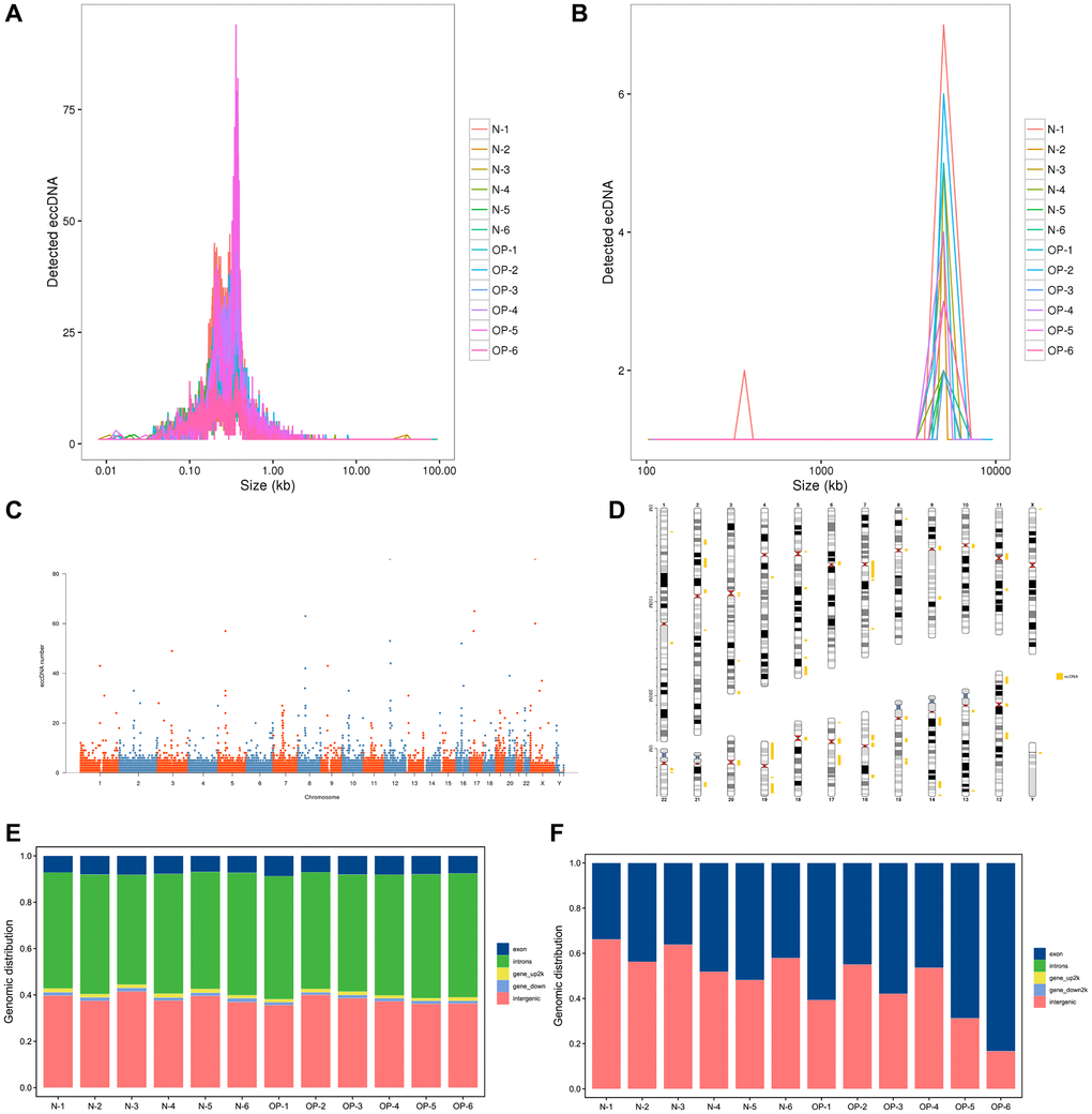 Length distribution of eccDNAs/ecDNAs and their location on different chromosomes in osteoporotic and normal bone tissue samples. (A, B) Length distribution of ecDNAs/ecDNAs in each sample. (C, D) Distribution of ecDNAs/ecDNAs in the 23 pairs of chromosomes. (E, F) Distribution of eccDNAs/ecDNAs in different classes of genomic regions.