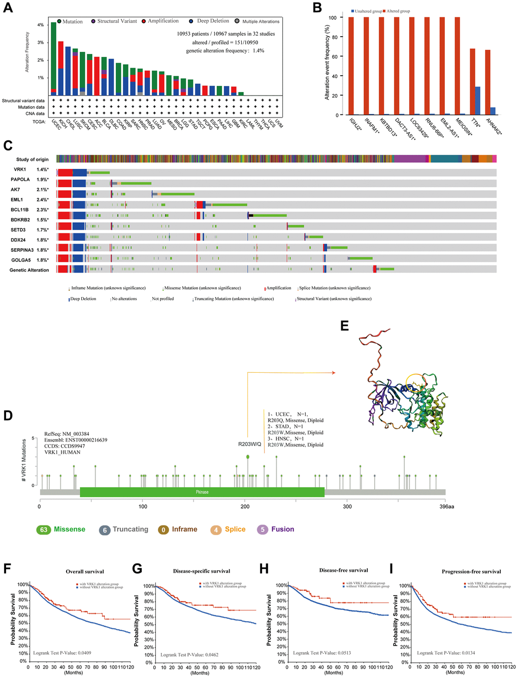 Mutation information of VRK1 in pan-cancer. (A) Histogram showing VRK1 alteration frequency and mutation type in various cancers. (B) Bar plot showing the frequencies of ten genes (IGHJ2, INAFM1, KBTBD13, DACT3-AS1, LOC93429, RNU6-66P, EML2-AS1, MEIOSIN, TTN, and AHNAK2) alteration cooccurrence with VRK1 alteration. (C) Waterfall plot showing the cooccurrence pattern of VRK1 alteration with genetic alterations of PAPOLA, AK7, EML1, BCL11B, BDKRB2, SETD3, DDX24, SERPINA3 and GOLGA5. (D) Mutation sites are displayed in the VRK1 structural domain. (E) The highest alteration frequency (R203W/Q) was displayed in the 3D structure of VRK1 (labeled in yellow). (F–I) The possibility of a link between VRK1 mutation status and overall survival (F), disease-specific survival (G), disease-free survival (H), or progression-free survival (I).