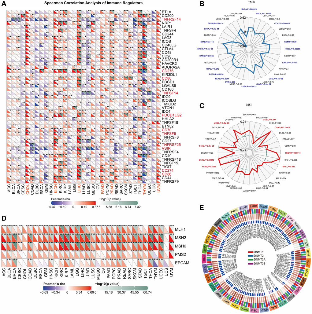 Correlations of VRK1 expression with TME biomarkers. (A) The heatmap depicts the relationships between VRK1 expression and the 47 different types of immune regulators in various cancers by Spearman correlation analysis. (B) Correlations between VRK1 expression and tumor mutation burden (TMB) across cancers. (C) Correlations between VRK1 expression and microsatellite instability (MSI) across cancers. (D) Correlation between VRK1 expression level and the expression of five MMR genes. The left bottom triangle in each unit represents Pearson’s correlation test coefficient of association. (E) Correlation between VRK1 expression level and four methyltransferase genes. (*P **P ***P 