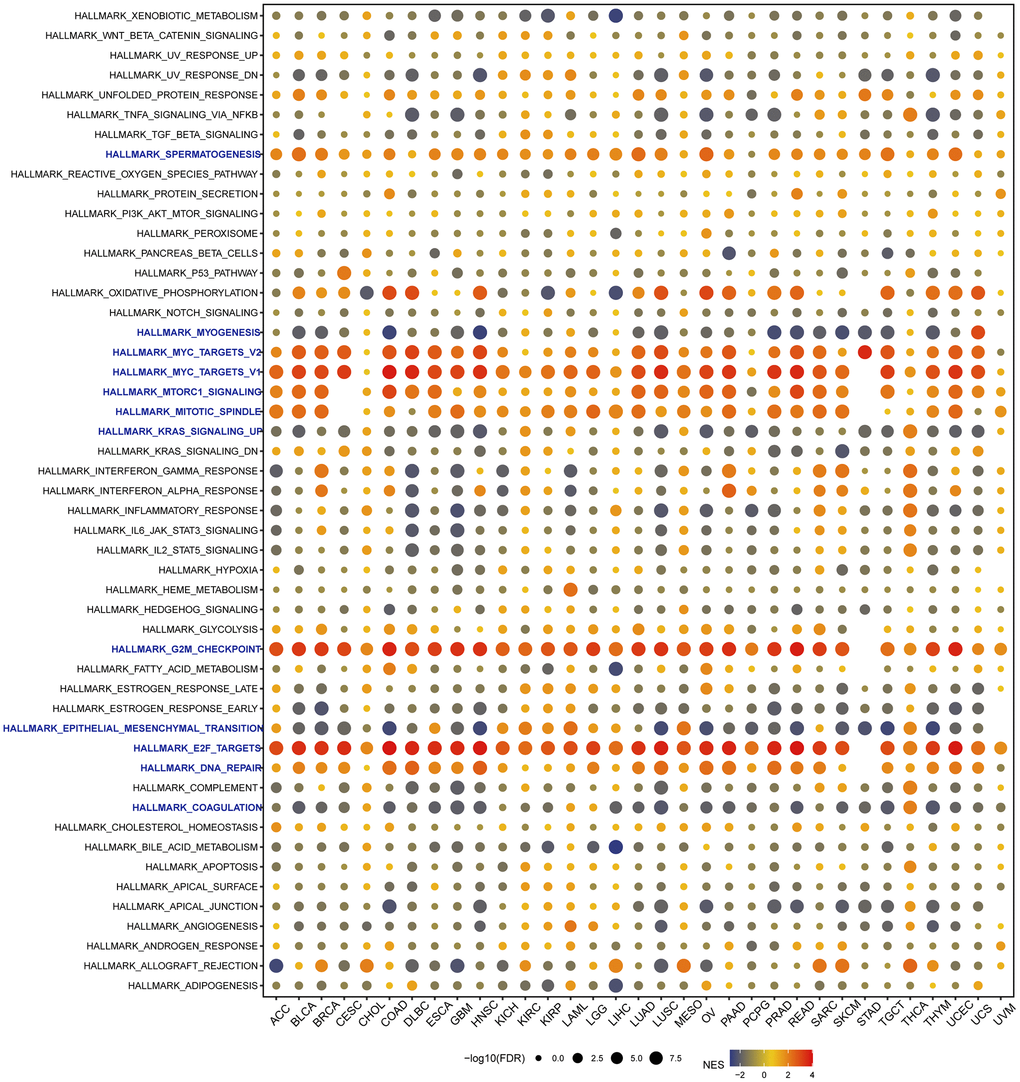 Gene set enrichment analysis (GSEA) of VRK1 in pan-cancer. The circle size represents the FDR value of the enriched term in each cancer, and the color indicates the normalized enrichment score (NES) of each term.