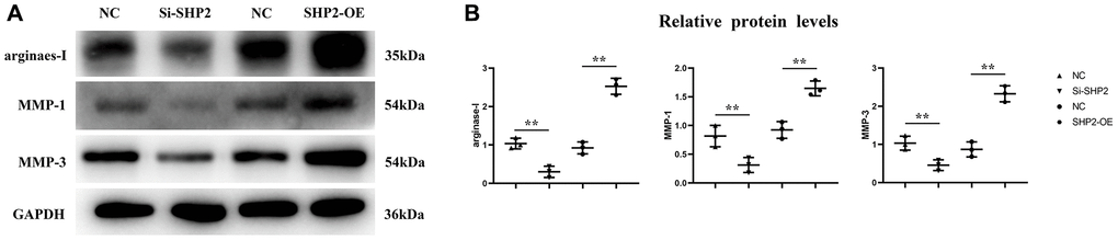 Effect of SHP2 in TAM on the expression of Arginase-1, MMP1 and MMP3. (A) Western blotting results for Arginase-1, MMP1 and MMP3; (B) The relative protein expression level of Arginase-1, MMP1 and MMP3. **P 