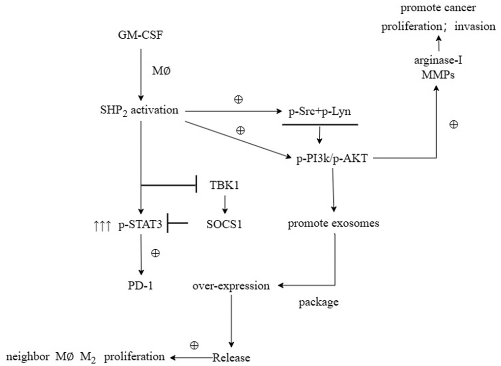 M-CSF secreted by gastric cancer cells promotes SHP2 in TAM to increase the secretion of exosomes, and also promotes the secretion of MMPs and Arginase-1 through the Src/PI3K/AKT axis, thereby promoting the M2 polarization and migration and invasion ability of TAM.