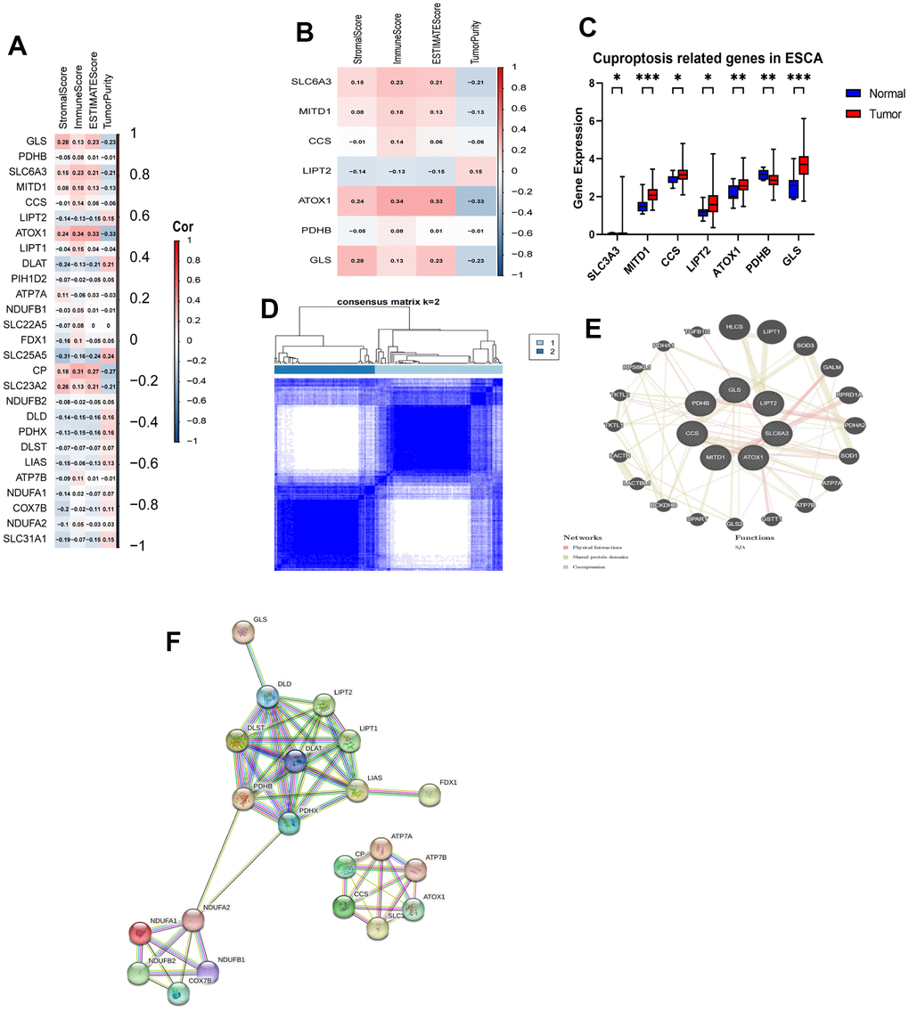 Identification of CRGs and their association with the immune score and clustering of TCGA-ESCA. (A) Association between 27 CRGs and the ESTIMATE results. (B) Association between 7 CRGs and the ESTIMATE results. (C) Comparison of expression levels of the 7 CRGs in tumor and normal tissues. (D) TCGA-ESCA patients were classified into two clusters based on their expression levels of the 7 CRGs. (E) A PPI network of the differentially expressed genes associated with the 7 CRGs. (F) A PPI network of the differentially expressed genes associated with the 27 CRGs. *P P P 