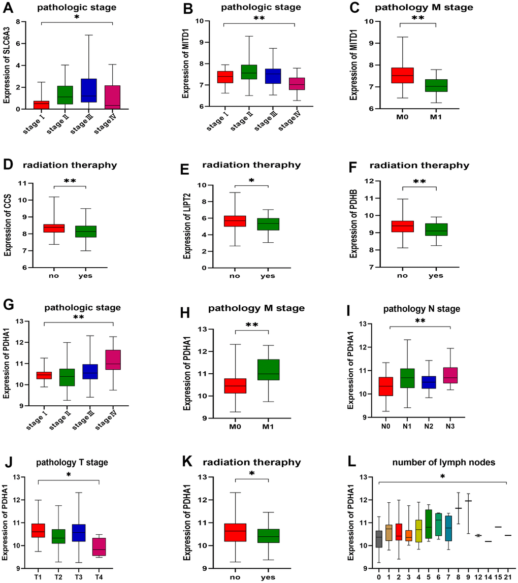 Correlation between gene expression and clinicopathological staging characteristics. (A) Expression of SLC6A3 in different pathologic stages. (B, C) Expression of MITD1 in different pathologic stages and pathology M stage. (D) Expression of CCS, (E) LIPT2, and (F) PDHB in different radiation therapy. (G) Expression of PDHA1 in different pathologic stages, (H) pathology M stage, (I) pathology N stage, (J) pathology T stage, (K) radiation therapy, and (L) number of lymph nodes. *P P 