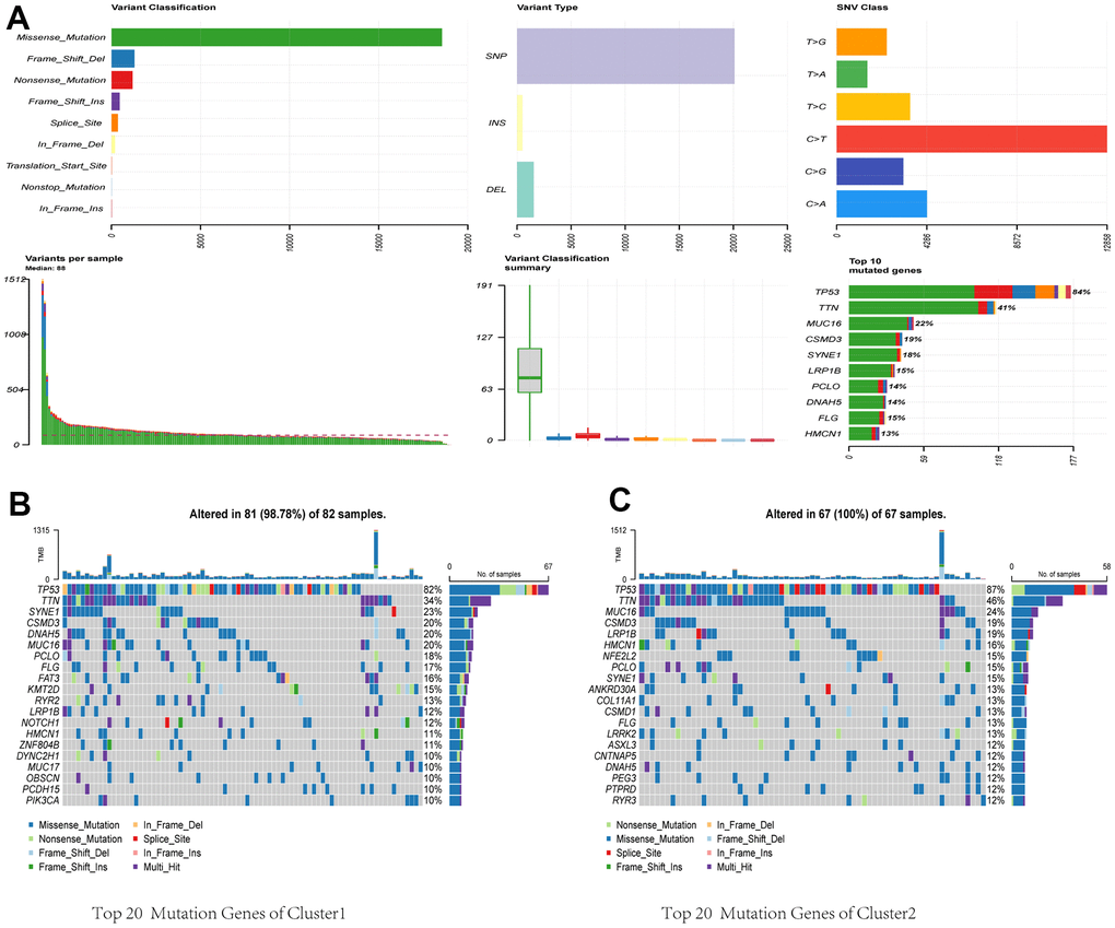 Comparative analysis of mutational landscapes between two clusters. (A) Overall mutational profile. Mutational landscape of Cluster 1 (B) and Cluster 2 (C).