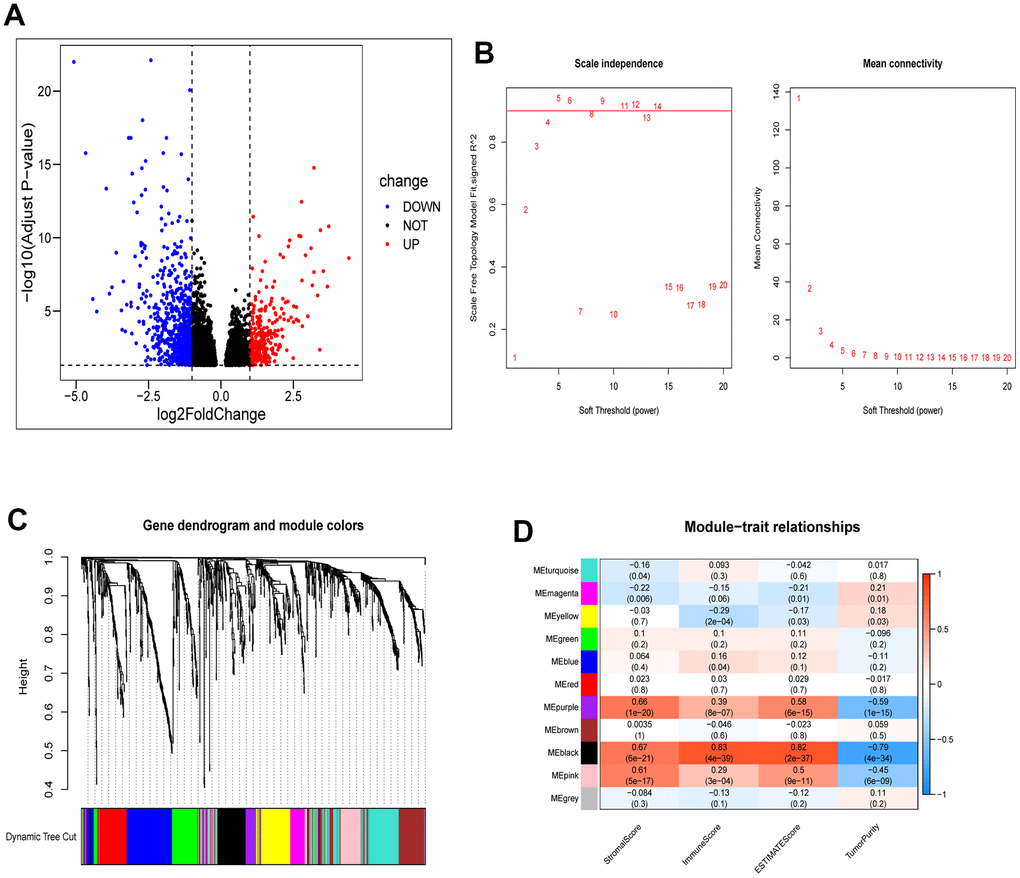 Identification of module genes associated with clustering and immunity in the WGCNA. (A) Volcano plot depicting differential analysis. (B) Analysis of network topology using soft powers. (C) Gene dendrogram with module colors. (D) Heatmap depicting the relationship between module eigengenes, clusters, and ESTIMATE results.