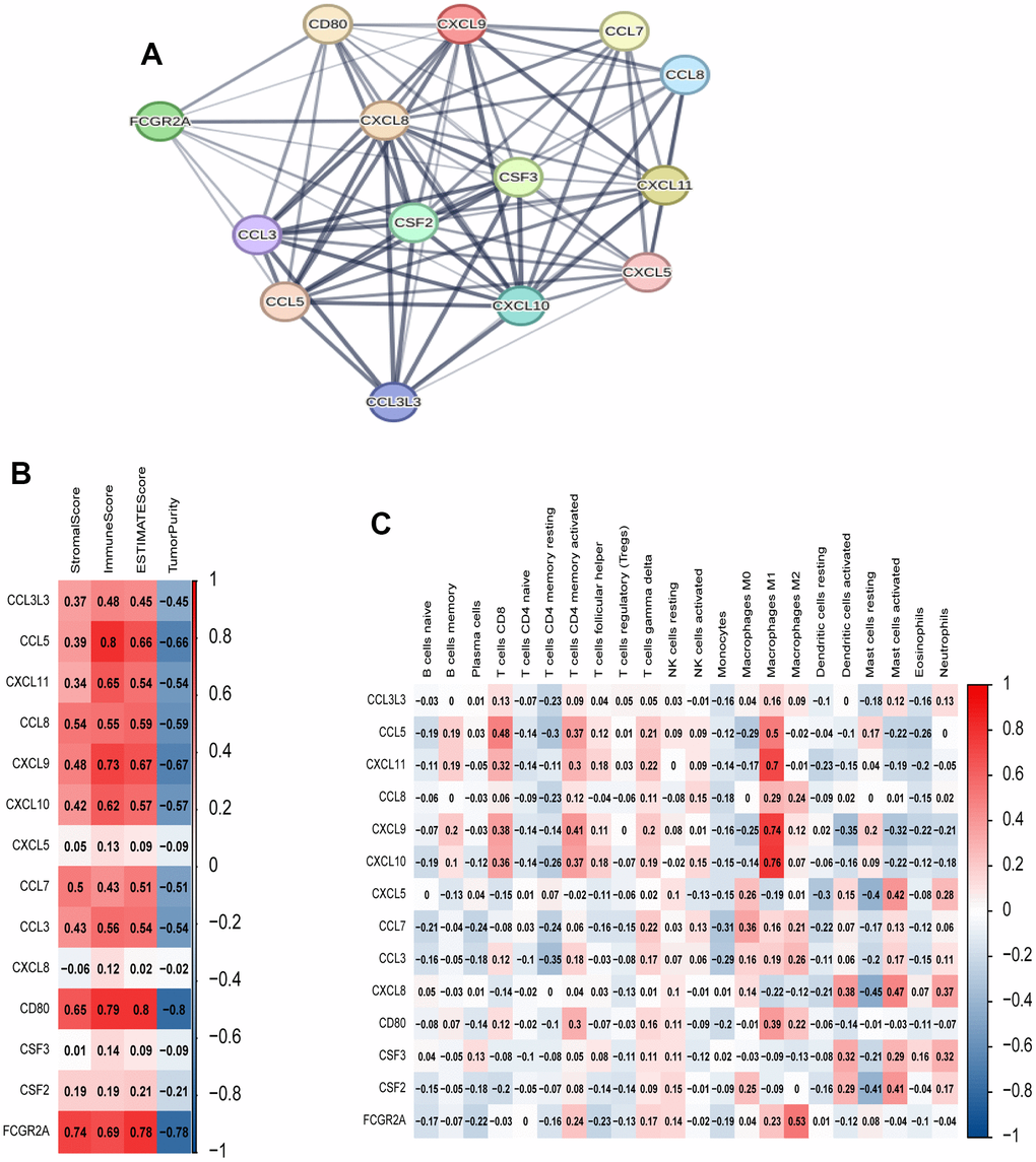 Analysis of 14 hub genes. (A) PPI network of hub genes. (B) Correlation between hub genes and ESTIMATE results. (C) Correlation between hub genes and immune cell expression (ssGSEA).