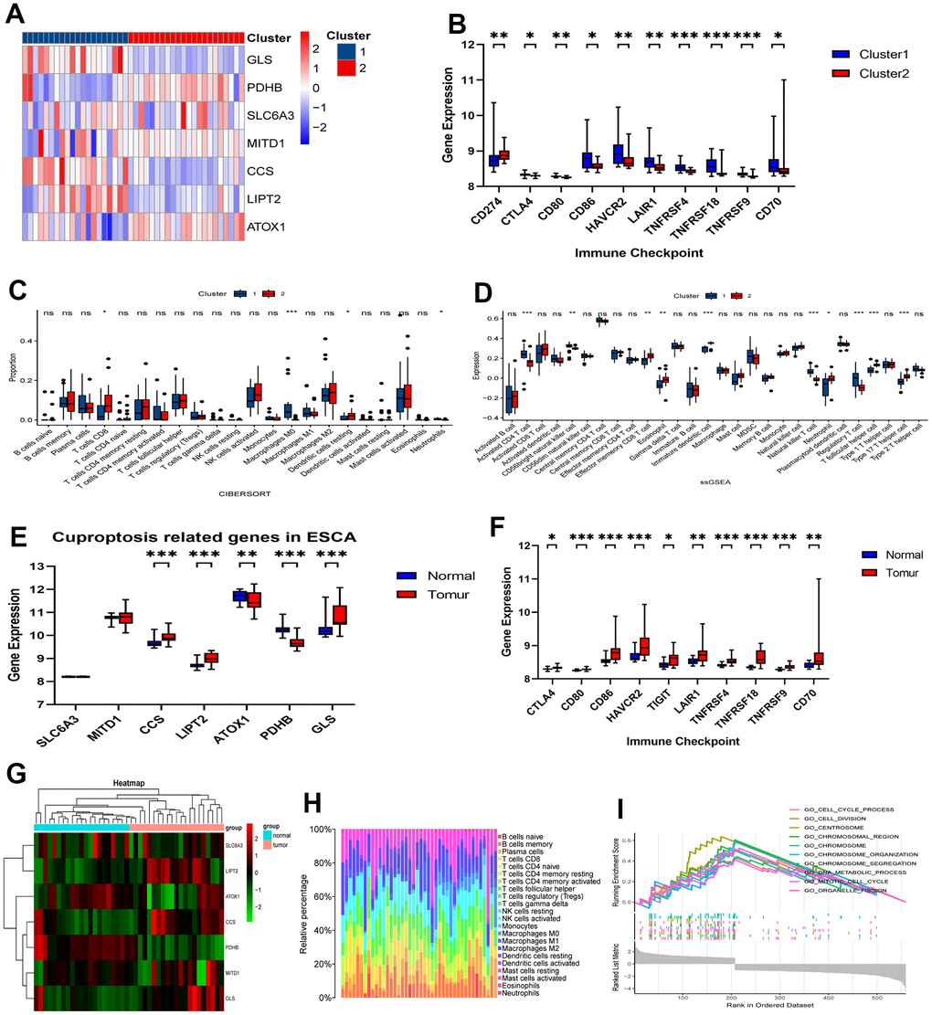 Validation of immune contexture in GSE199967 between two clusters. (A) Division of GSE199967 patients into two clusters based on 7 CRGs. (B) Comparative analysis of targets of immunomodulatory drugs. (C) Proportion of immune cells and (D) expression of immune cells between the two clusters. (E) Comparative analysis of expression of 7 CRGs between tumor and normal tissues in GSE199967. (F) Comparative analysis of targets of immunomodulatory drugs between tumor and normal tissues in GSE199967. (G) Heatmap in GSE199967. (H) Percentages of immune cell types in GSE199967. (I) GSEA of the 7 CRGs. ns, not significant, *P P P 