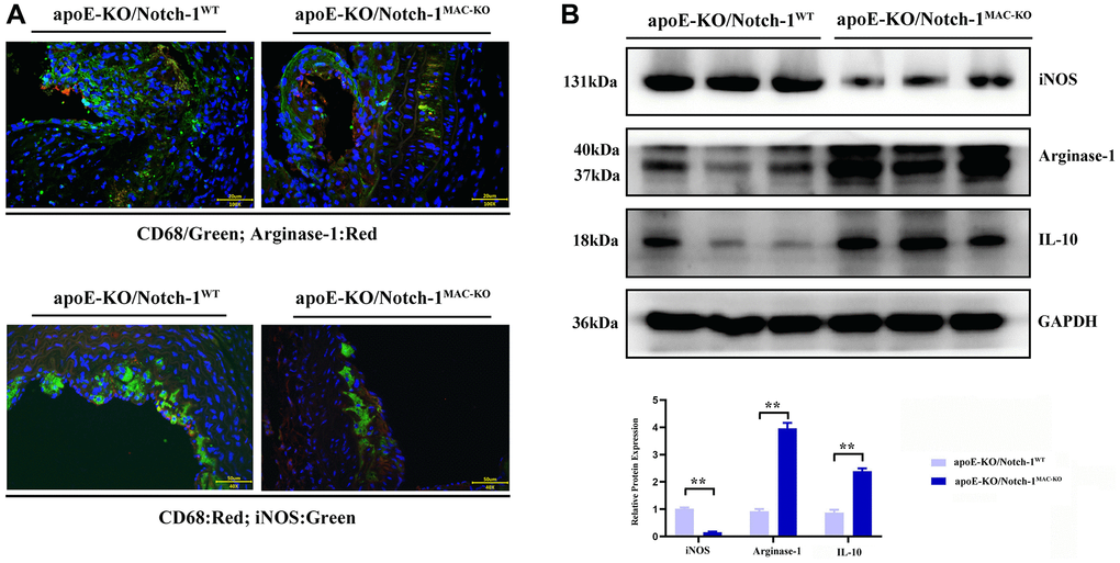 Notch-1 cKO in macrophages promote the M2 polarization in AAA. (A) Immunofluorescence staining results showed the Notch-1 deficiency in macrophages inhibited the expression of iNOS (M1 marker) and increased the expression of arginase-1 (M2 marker) and statistical data; (B) macrophages’ deficiency of Notch-1 decreased the expression of iNOS and increased the expression of arginase-1 and IL-10 in AAA tested by western blot and the quantitative analysis. N = 6, *P **P MAC-KO group vs. apoE-KO/Notch-1WT group.