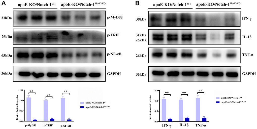Notch-1 deficiency inhibited the activation of MyD88/TRIF/NF-κB signals. (A) Macrophages’ deficiency of Notch-1 inhibited the phosphorylated-MyD88, TRIF, and NF-κB and there statistical data; (B) Notch-1 cKO decreased the expression of IFN-γ, IL-1β, TNF-α expression in AAA tested by western blot. N = 6, *P **P MAC-KO group vs. apoE-KO/Notch-1WT group.