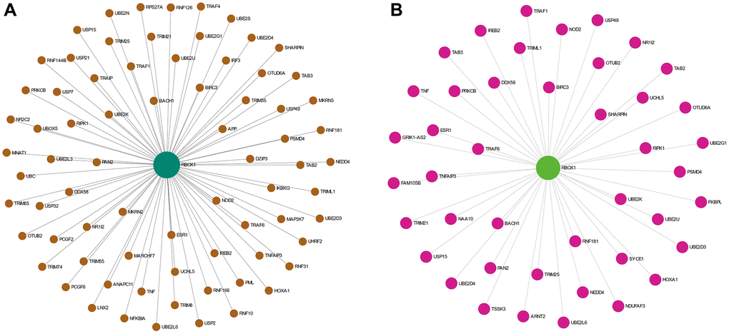The PPI network analysis of RBCK1. (A) PPI network analysis of RBCK1 in the co-expression network. (B) the liver-specific protein-protein interaction network of significantly RBCK1 co-occurrence genes.