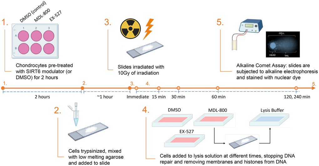 Experimental design for the results shown in Figures 3 and 4. For the data in Figures 2 and 3 there was no pre-treatment and steps 2–5 were completed as shown (with standard cell culture media used for the repair phase).