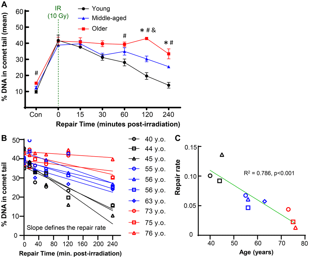 Effect of donor age on repair after acute DNA damage. Primary human chondrocytes from young (n = 3, ≤45 years), middle-aged (n = 4, 50–65 years), and older (n = 3, >70 years) donors were prepared in gels on microscope slides, irradiated with 10 Gy (or not for control), and allowed to repair for various amounts of time. (A) The percentage of DNA in comet tails for all cells was averaged for each donor, and the mean of all donors per age group is shown (mean ± SEM). Repair time, age, and their interaction were significant sources of variation (2-way repeated measures ANOVA). Significant differences between groups at each time point (Tukey’s multiple comparisons test, p *) = young vs. middle, (#) = young vs. old, (&) = middle vs. old. (B) The repair rate of each donor was calculated by plotting the % DNA in comet tail against repair time. The slope of the linear regression was used to define the repair rate for each donor. (C) The repair rate is plotted against age and the slope of the linear regression was significantly non-zero (p = 0.0006).