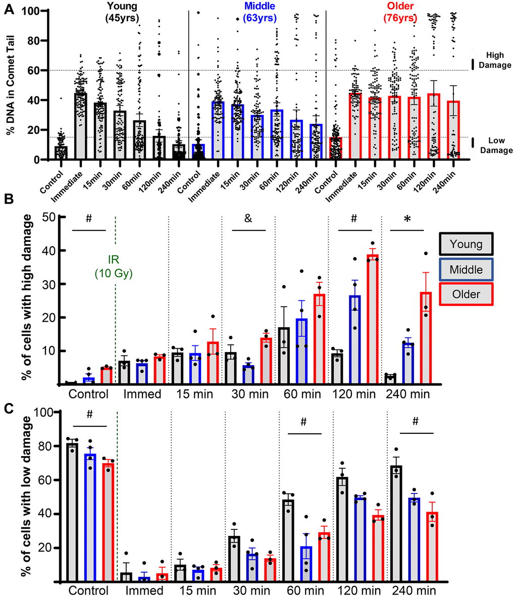 Effect of donor age on success of resolving acute DNA damage. (A) Plots showing all individual cells of representative young, middle, and older donors. (B) The percentage of cells with high levels of DNA damage (>60% of DNA in comet tails) for each donor, with bars showing the mean ± SEM of all donors per age group. (C) Same as B except now showing the percentage of cells with low levels of DNA damage (p *) = young vs. middle, (#) = young vs. older, (&) = middle vs. older.