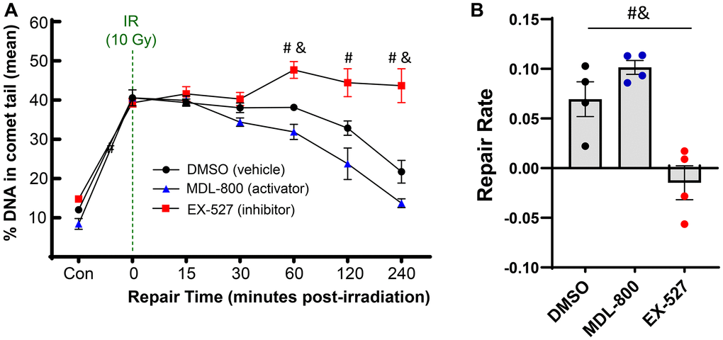 Effect of SIRT6 activation and inhibition on chondrocyte repair rate. Chondrocytes from middle-aged donors were pre-treated with 20 μM MDL-800, 10 μM EX-527, or vehicle (DMSO) for 2 hours before trypsinization, gel encapsulation, and irradiation. Treatment continued during the repair phase. (A) The percentage of DNA in comet tails for all cells were averaged for each donor, and the mean of all donors per condition is shown (mean + SEM). Repair time, treatment, and their interaction were significant sources of variation (2-way repeated measures ANOVA). Significant differences between groups at each time point (Tukey’s multiple comparisons test, p *) = DMSO vs. MDL, (#) = MDL vs. EX, (&) = DMSO vs. EX). (B) The repair rate of chondrocytes is improved by MDL-800 treatment and inhibited by EX-527 treatment. Statistics as in A (repair rate calculated by calculating linear regression of percent DNA in comet head over 240 minutes; mean + SEM).