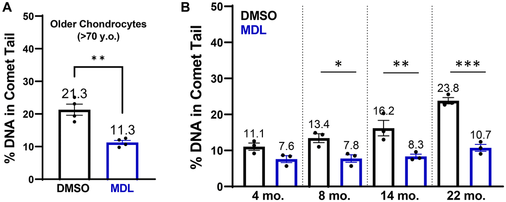 SIRT6 activation in chondrocytes from older human donors and mice. (A) Chondrocytes derived from cadaveric ankle cartilage of older donors (>70 years) were treated with 20 μM MDL-800 or vehicle (DMSO) for 48 hours. Stats by paired t-test. (B) Murine chondrocytes were isolated and treated for 48 hours with DMSO or 20 μM MDL-800. Analysis by two-way ANOVA showed significant effects of age, treatment, and their interaction. Asterisks denote significant treatment effects by Sidak’s multiple comparisons test, with *p **p ***p 