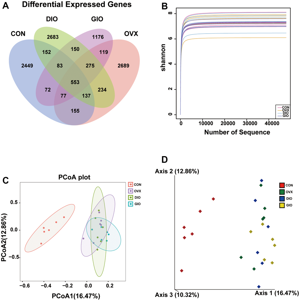 (A) Venn diagram showing numbers of amplicon sequence variants (ASVs) per group. (B) Rarefaction curves of Shannon index α-diversity analysis. (C) 2D model of gut microbiota PCoA. CON: orange; OVX: purple; DIO: light green; GIO: dark green. (D) 3D model of gut microbiota PCoA. CON: red; OVX: green; DIO: blue; GIO: yellow; n = 6.