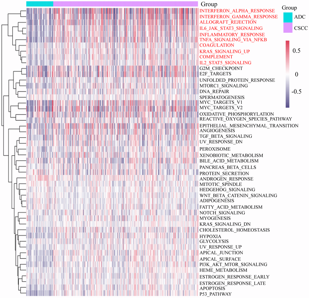 GSVA of the 50 cancer-related signaling pathways in CSCC and ADC. GSVA: Gene Set Variation Analysis.