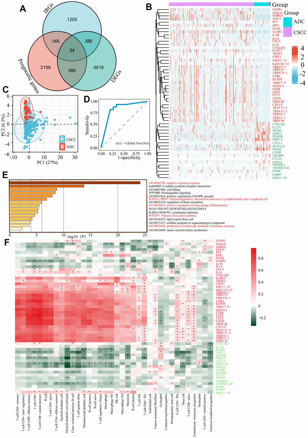 Identification of differentially expressed IRGs between CSCC and ADC. (A) Identification of 54 differentially expressed IRGs affecting patients’ prognosis between CSCC and ADC. IRGs refers to the gene list of immune related genes from the online ImmPort database. DEGs refers to the differentially expressed genes between CSCC and ADC. Prognostic genes refer to the genes affecting patients’ prognosis in cervical cancer. (B) Heatmap of 54 differentially expressed IRGs in CSCC and ADC cohorts. (C) PCA analysis of 54 differentially expressed IRGs in cervical cancer. (D) Receiver operating characteristic (ROC) curve based on 54 differentially expressed IRGs in cervical cancer. (E) Functional enrichment analysis of these 54 differentially expressed IRGs. (F) Relationships between different immunocytes infiltration abundance and 54 IRGs expression level. IRGs: immune related genes; PCA: principal component analysis. * P .