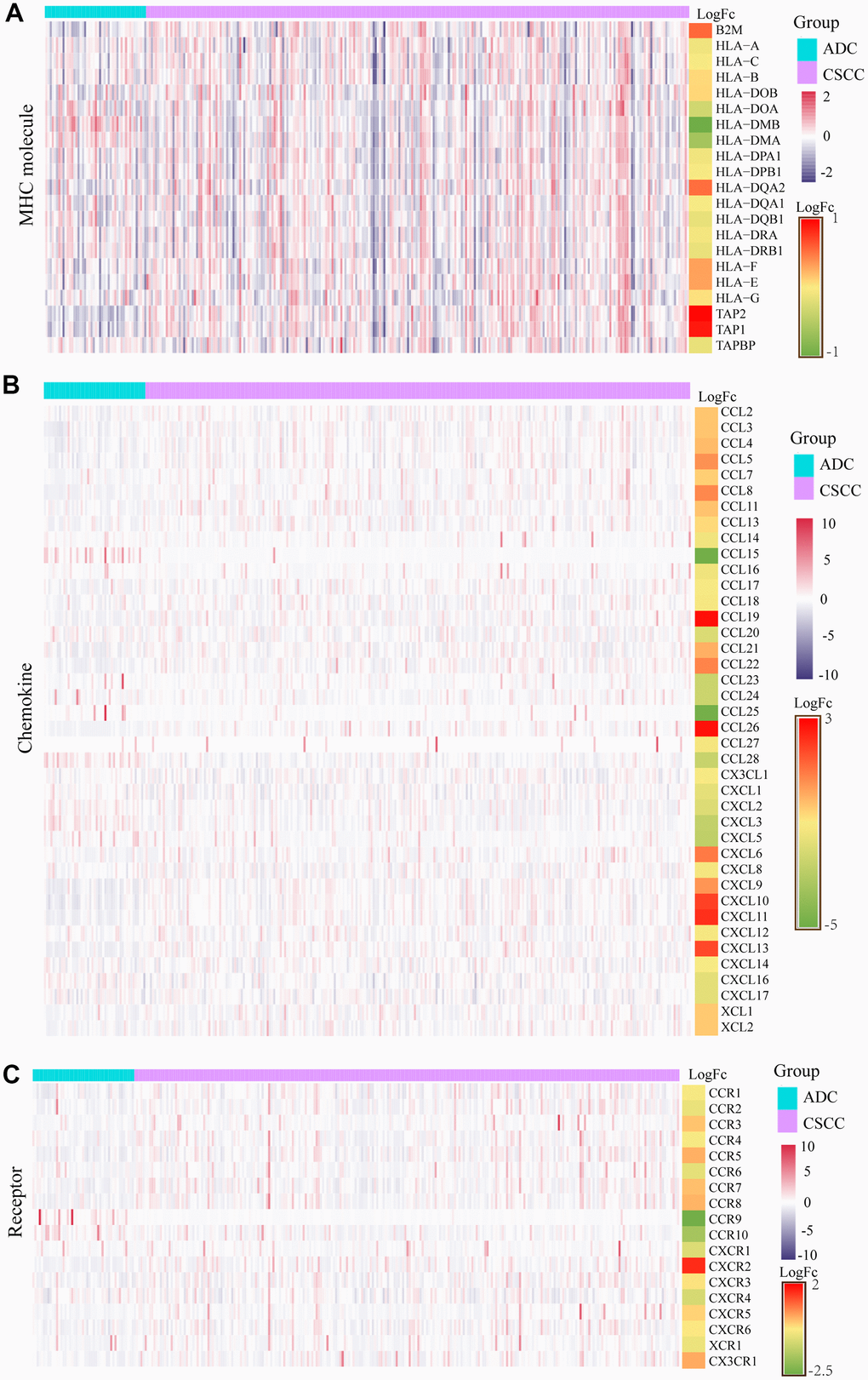 Differential expression levels of MHC molecules, chemokines, and receptors in CSCC versus ADC. (A) The differential expression of each MHC molecule in CSCC versus ADC. (B) The differential expression of each chemokine in CSCC versus ADC. (C) The differential expression of each receptor in CSCC versus ADC. MHC: major histocompatibility complex.