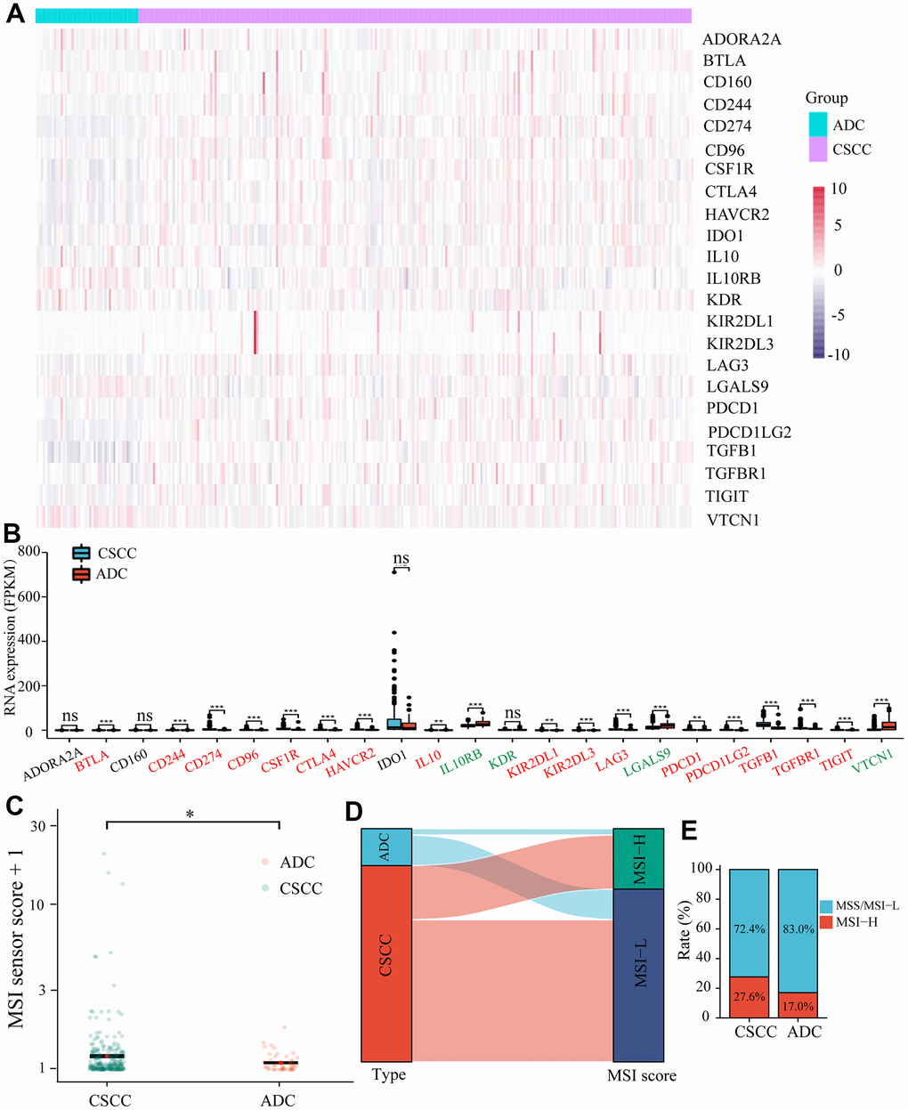 Differences in the expression of inhibitory immune checkpoints and MSI between CSCC and ADC. (A) The heatmap of different inhibitory immune checkpoints expression in each cervical cancer patient. (B) The expression levels of different inhibitory immune checkpoints in CSCC and ADC cohorts. (C) The estimated scores of MSI in CSCC and ADC cohorts. (D) The Sankey diagram represents the relationship between pathological type and MSI score. (E) The Histogram displays the proportions of different MSI in CSCC and ADC cohorts. MSI: microsatellite instability. * P ; ** P ; *** P .