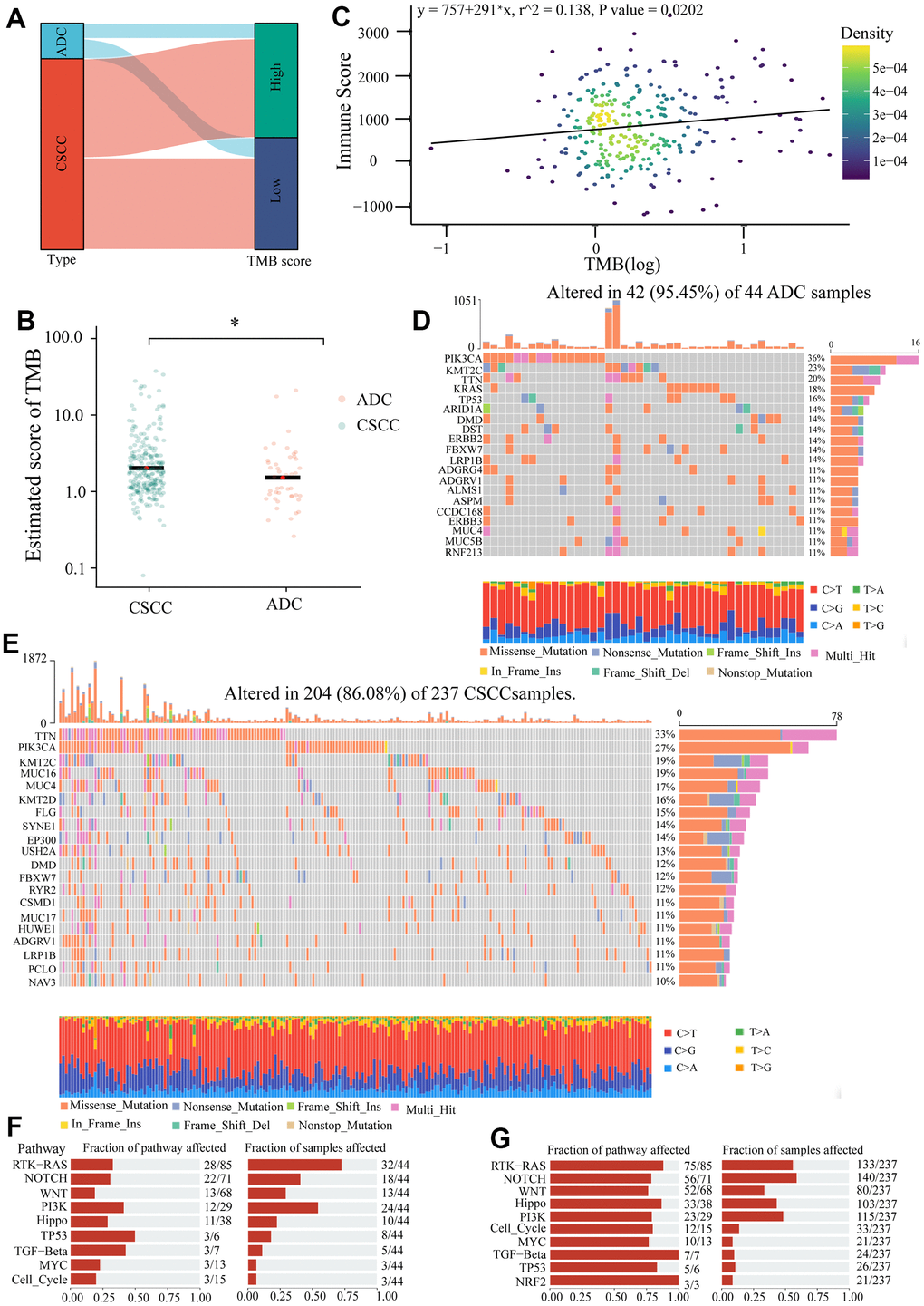 The differences of TMB and gene mutation between CSCC and ADC patients. (A) The Sankey diagram represents the relationship between pathological type and TMB score. (B) The estimated score of TMB in CSCC and ADC. (C) The relationship between ImmunoScore and TMB score. (D) The top 20 mutated genes in 42 of 44 ADC samples. (E) The top 20 mutated genes in 204 of 237 CSCC samples. (F) The oncogenic pathways of mutated genes and their corresponding fractions of samples affected in ADC samples. (G) The oncogenic pathways of mutated genes and their corresponding fractions of samples affected in CSCC samples. * P .