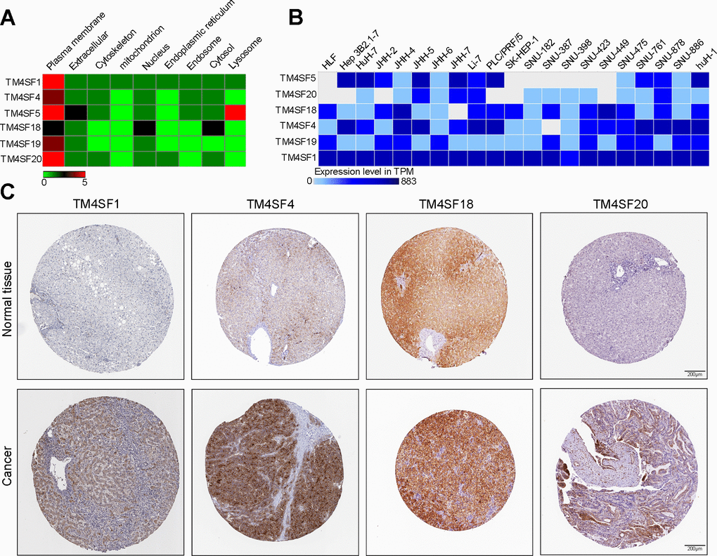 The expression of TM4SF family members in LIHC cell lines and tissues. (A) Localization of TM4SFs genes. (B) TM4SFs family members were distinctively expressed in LIHC cell lines. (C) Representative immunohistochemistry images of TM4SFs in HCC and normal liver tissues in the HPA database.