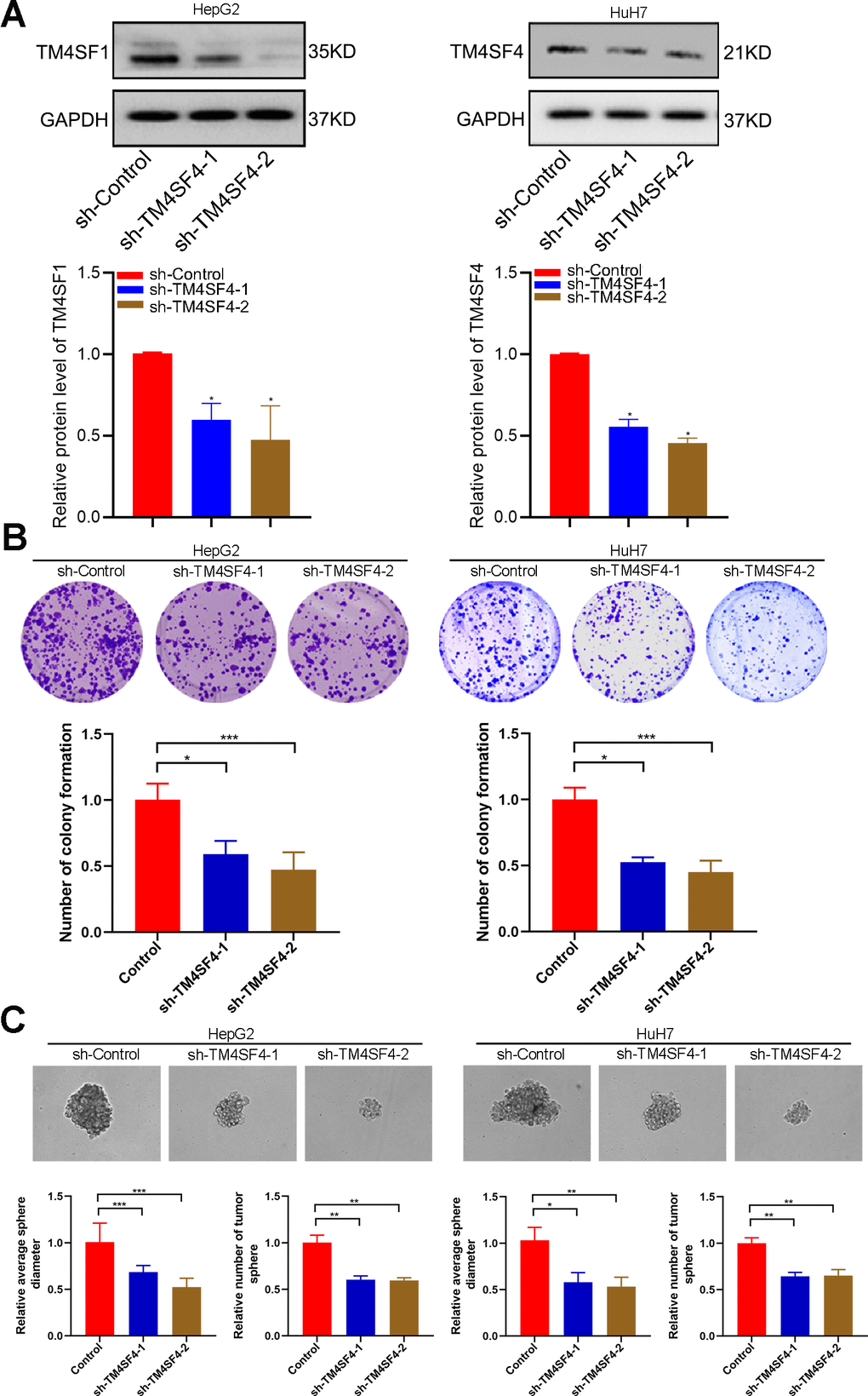 TM4SFs regulate tumor growth and stemness maintenance of CSCs in LIHC. (A) The levels of TM4SF4 transfection with shRNA were analyzed by WB. (B) Colony formation assays showed that knockdown of TM4SF4 inhibited CRC cell growth. (C) Sphere formation analysis suggested that the downregulation of TM4SF4 could significantly inhibit the sphere formation capacity. *p 