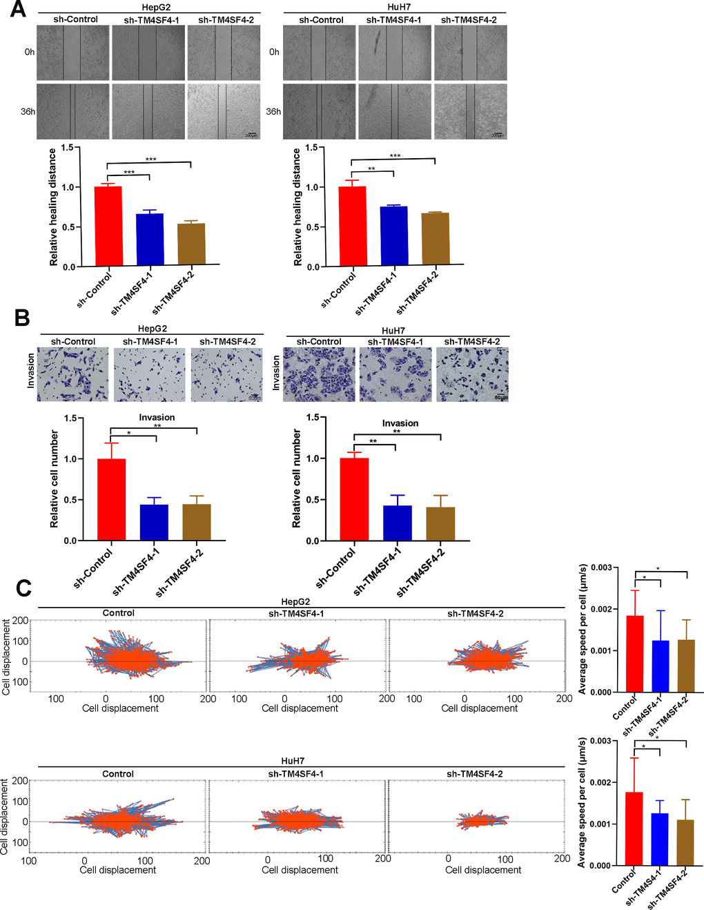 TM4SF4 silencing suppressed the migration and invasion of LIHC cells. (A) Scratch healing experiments were used to detect the migration ability of TM4SF4 silencing cells. (B) Transwell assays of cell invasion were performed to test the effects of TM4SF4 knockdown invasion of HepG2 and HuH7 cells. (C) Cell migration was assayed using a high-content imaging system and analyzed by the mean square displacement and speed. *p 