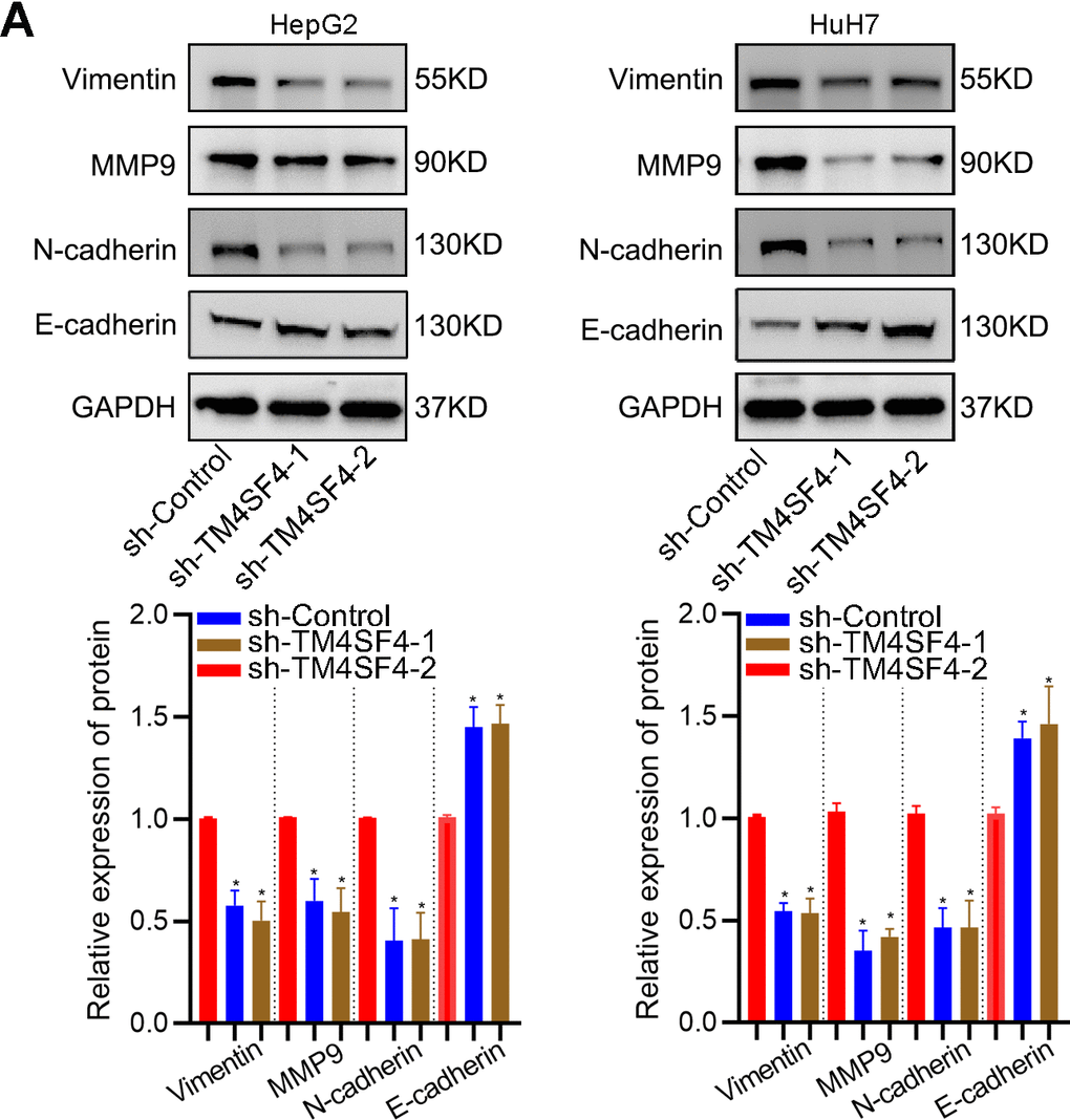 TM4SF4 modulated EMT-associated gene expression. (A) WB analyzed the expression of E-cadherin, Vimentin, N-cadherin, and MMP9.