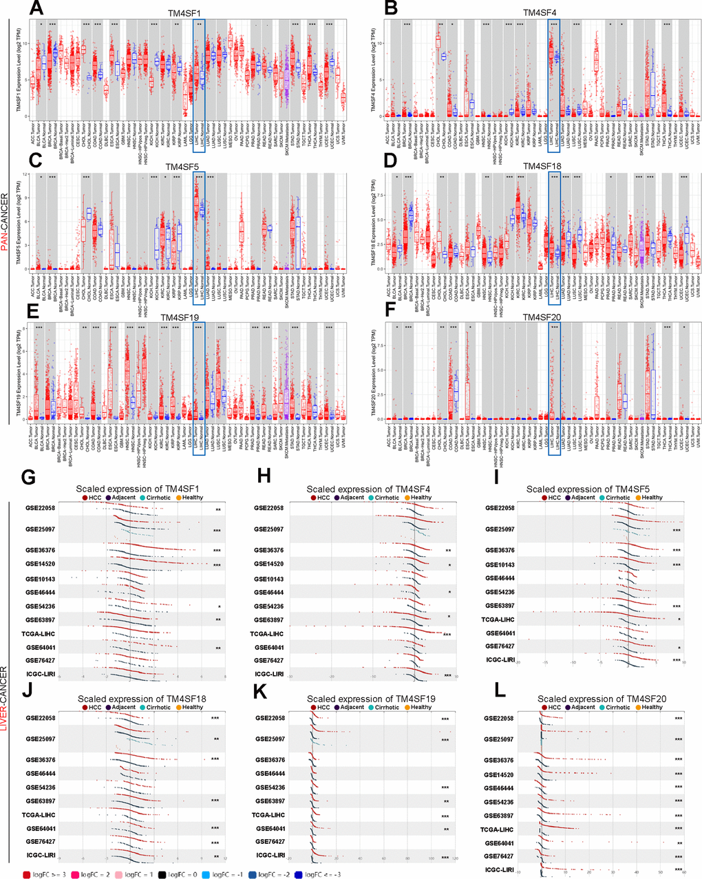 The transcription levels of TM4SF family members in LIHC. (A–F) The expression of TM4SFs in different human tumor types (TIMER). (G–L) Elevated expression of TM4SFs in LIHC (LIHCDB).