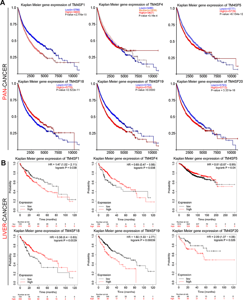 Kaplan-Meier survival curve analysis for TM4SF family members in pan-cancer (A) and liver cancer (B).