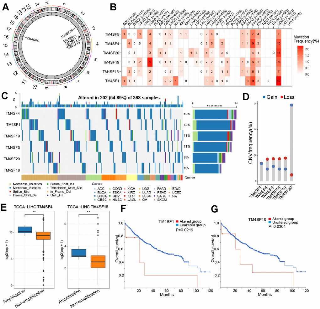 Different alternation frequencies of TM4SFs and survival analysis in LICH. (A) Chromosomal distributions of TM4SFs are clustered based on their physical locations on the chromosome. (B, C) Mutation ratio of TM4SFs in LIHC and pan-cancers. (D, E) Genetic alteration of TM4SFs in LIHC. (F, G) Kaplan–Meier plots comparing OS in patients with/without TM4SFs alterations in LICH.