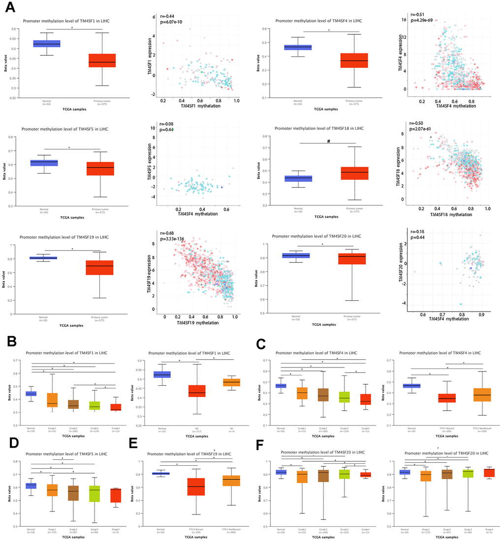 DNA methylation of TM4SFs expression levels correlated with prognosis in LIHC. (A) The promoter of TM4SFs was hypomethylated in LIHC tissue compared with adjacent normal tissue. (B–F) The correlation between DNA methylation and the clinical characteristics of LIHC patients.